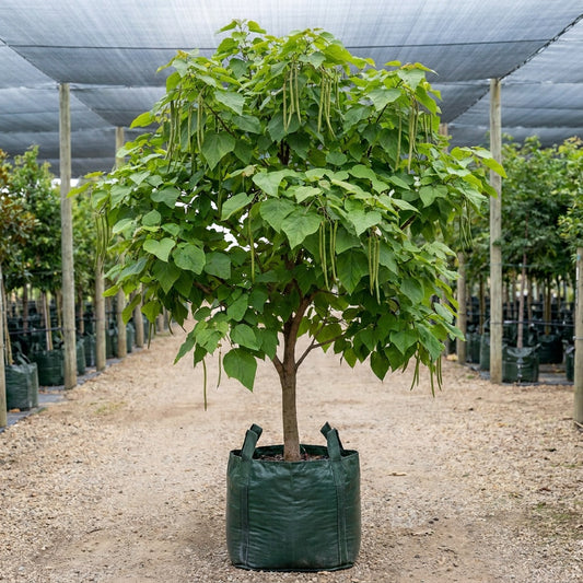 Indian Bean Tree - Catalpa bignonioides