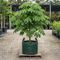 Indian Horse Chestnut - Aesculus indica