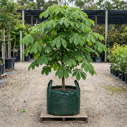 Indian Horse Chestnut - Aesculus indica