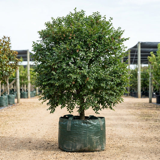 Inspire Chinese Elm - Ulmus parvifolia ‘Inspire’