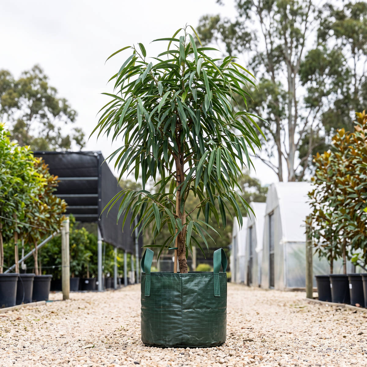 Alii Petite Fig - Ficus binnendijkii ‘Alii Petite’