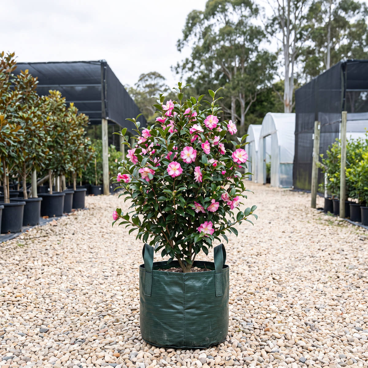 Star Above Star Camellia - Camellia sasanqua ‘Star Above Star’
