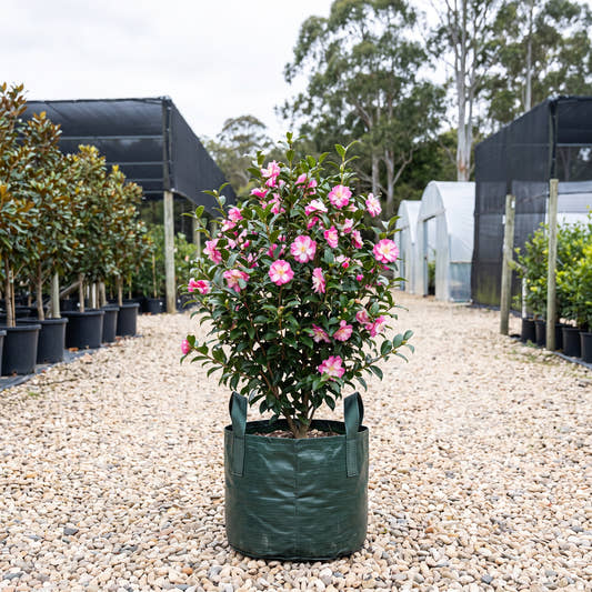 Star Above Star Camellia - Camellia sasanqua ‘Star Above Star’