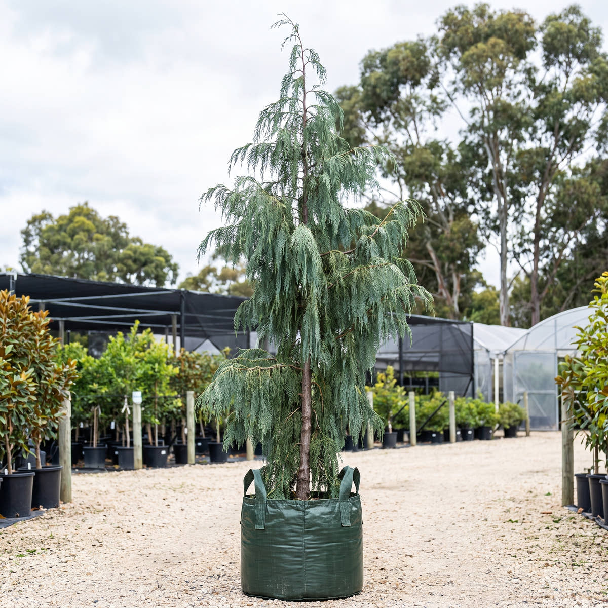 Kashmir Cypress - Cupressus cashmeriana