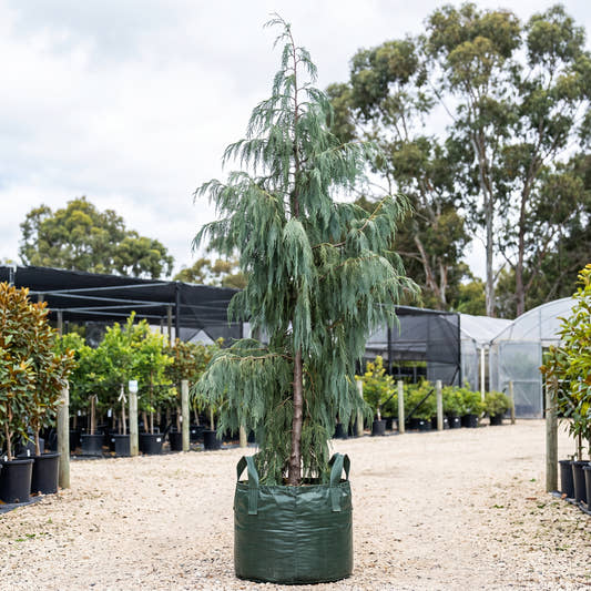 Kashmir Cypress - Cupressus cashmeriana