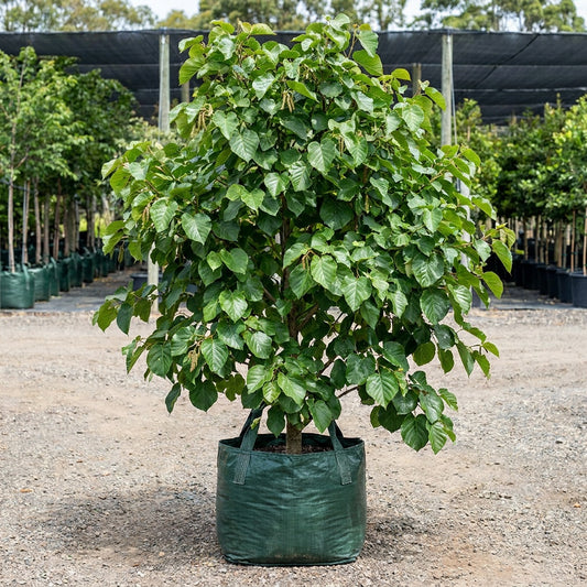 Italian Alder - Alnus cordata