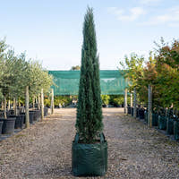 Italian Cypress - Cupressus sempervirens ‘Stricta’