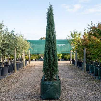 Italian Cypress - Cupressus sempervirens 'Stricta'