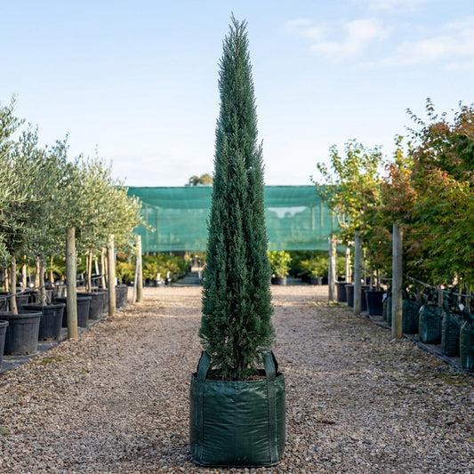 Italian Cypress - Cupressus sempervirens 'Stricta'