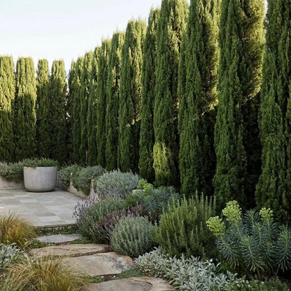 Italian Cypress - Cupressus sempervirens 'Stricta'