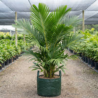 Ivory Cane Palm - Pinanga kuhlii
