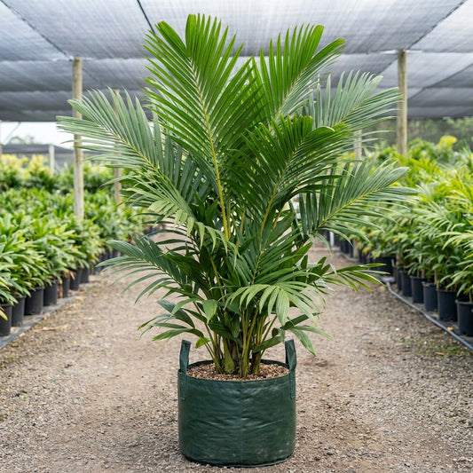 Ivory Cane Palm - Pinanga kuhlii