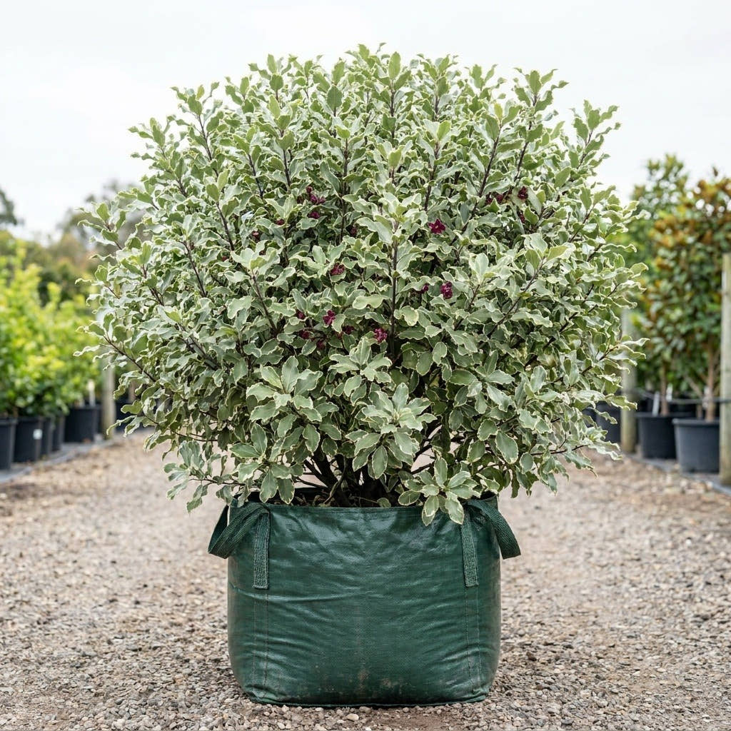 Ivory Sheen Kohuhu - Pittosporum tenuifolium ‘Ivory Sheen’