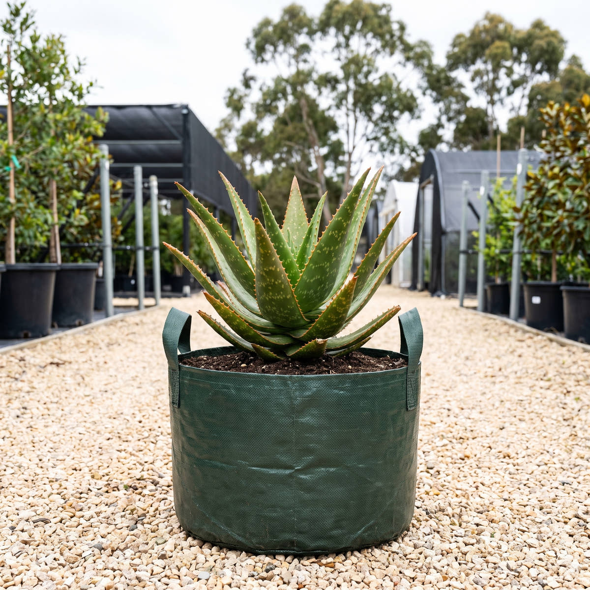 Aloe ‘Outback Orange’