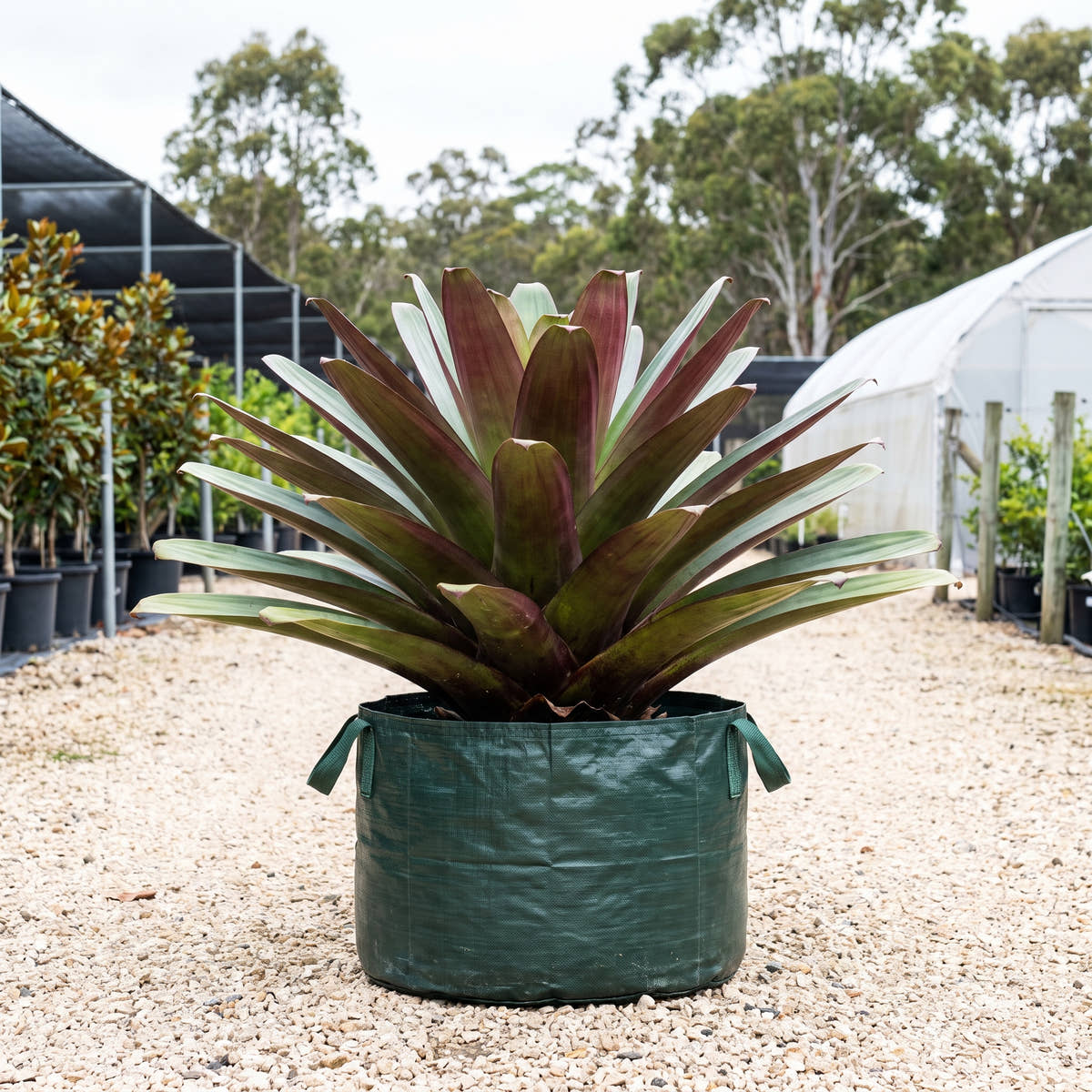 Giant Bromeliad - Alcantarea ‘Whyanbeel’ x imperialis ‘Purpurea’