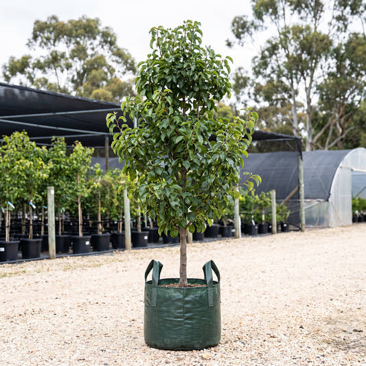 Spright Ornamental Pear - Pyrus calleryana ‘Spright’