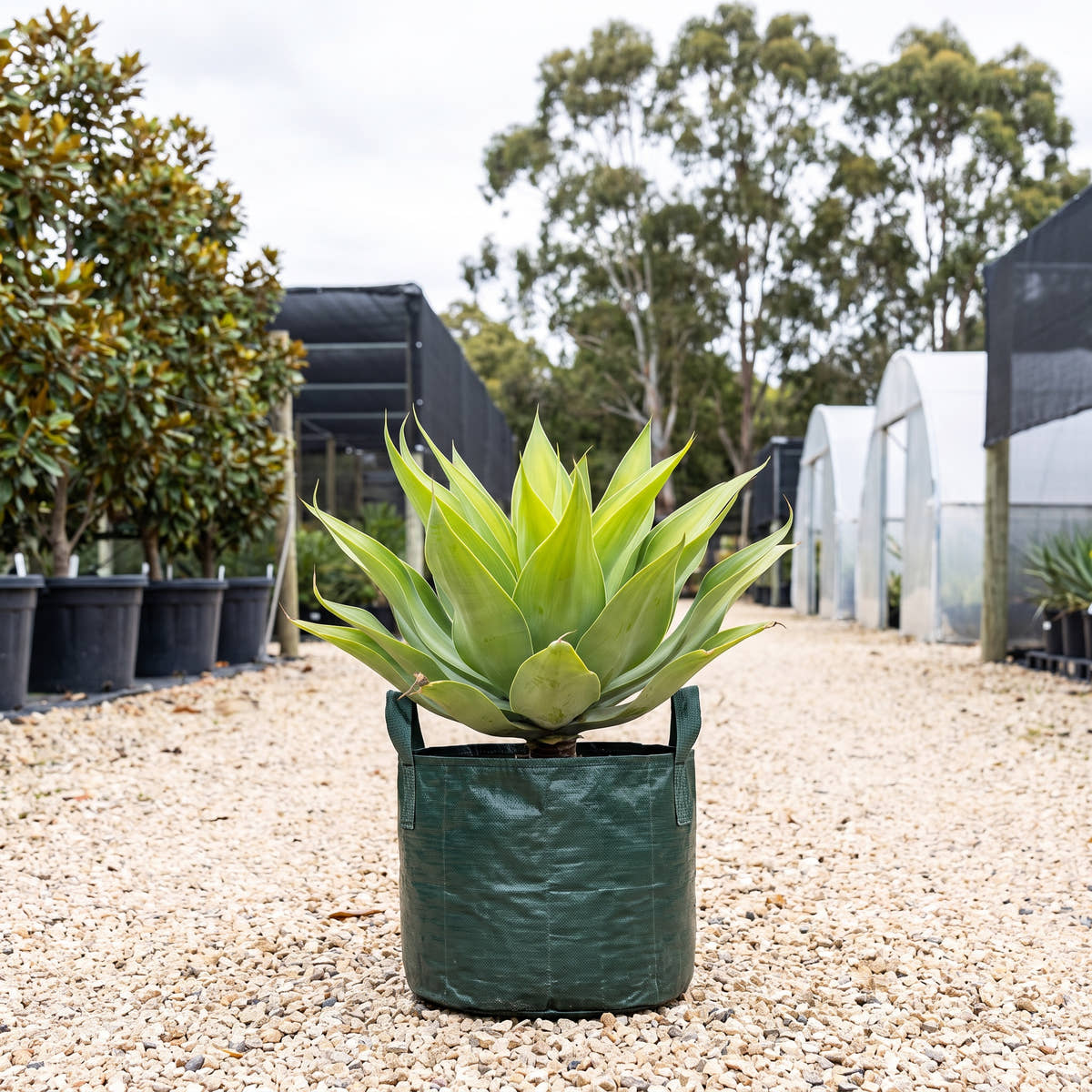 Kara’s Stripes Foxtail Agave - Agave attenuata ‘Kara’s Stripes’