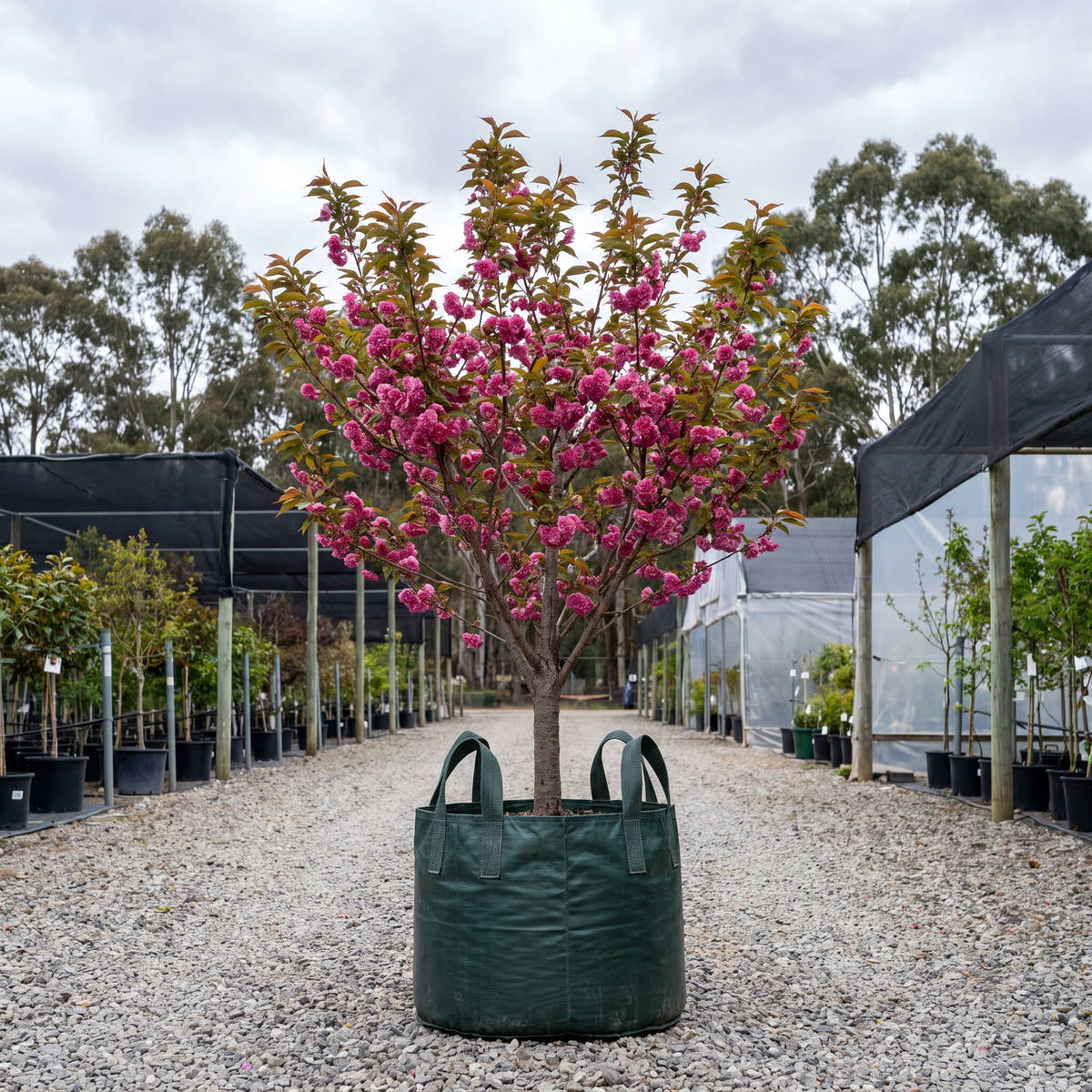 Magnifica Flowering Peach - Prunus persica ‘Magnifica’