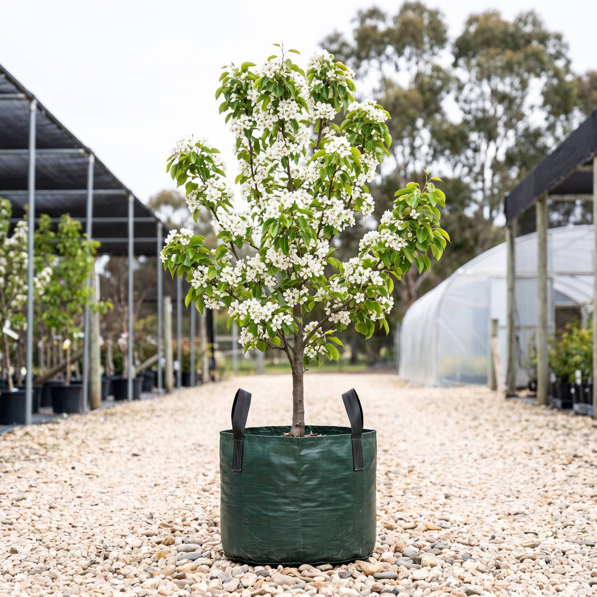 Chastity Ornamental Pear - Pyrus x triploida ‘Chastity’