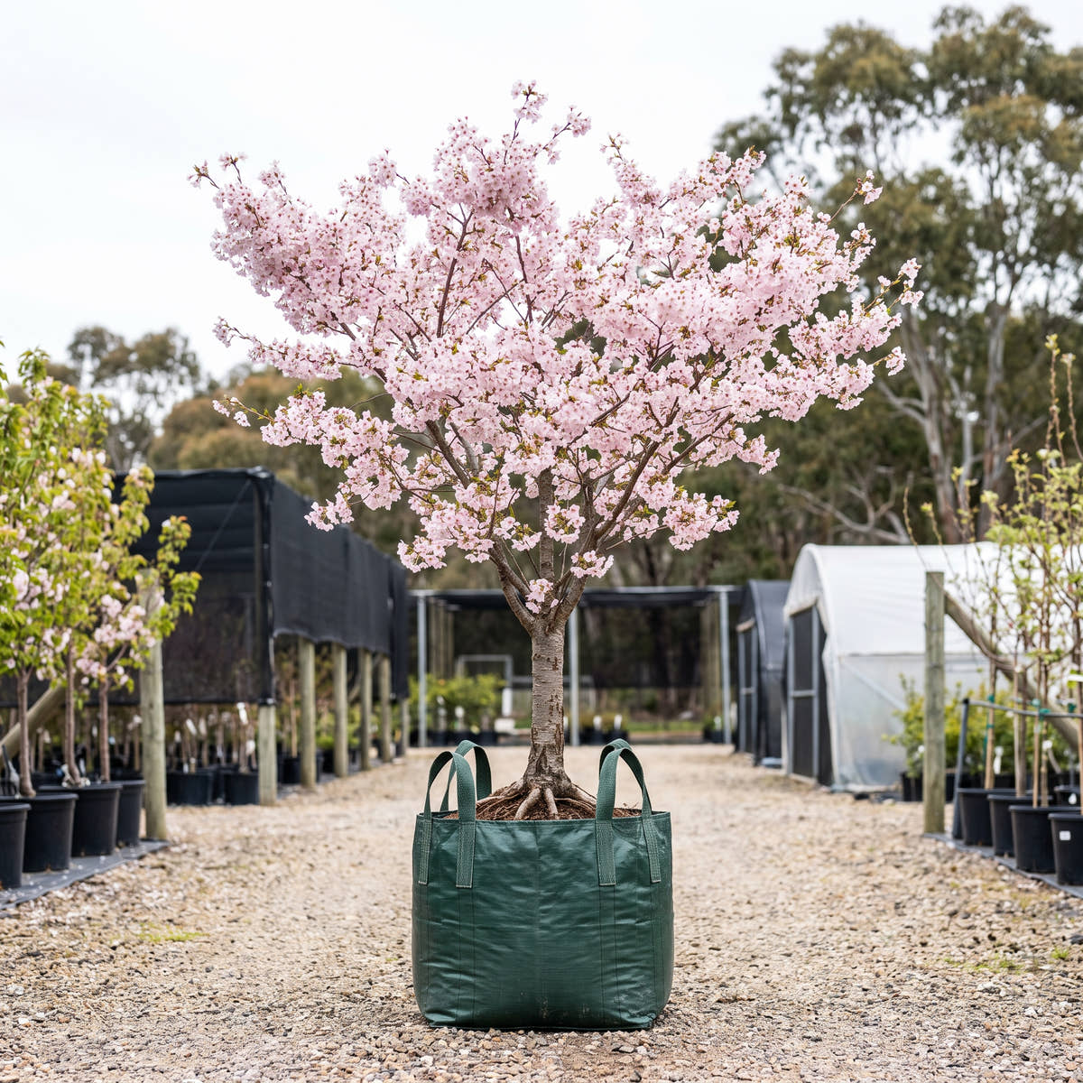 First Blush Flowering Cherry - Prunus x incam ‘First Blush’