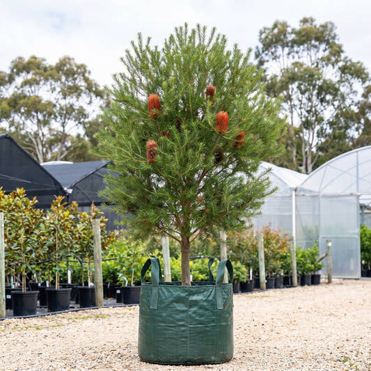 Heath Banksia - Banksia ericifolia
