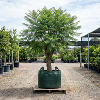 Jacaranda Tree - Jacaranda mimosifolia