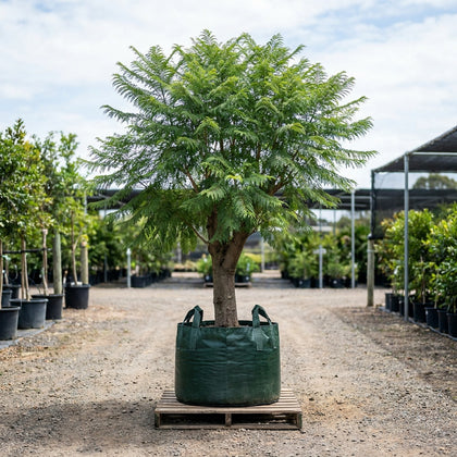Jacaranda Tree - Jacaranda mimosifolia