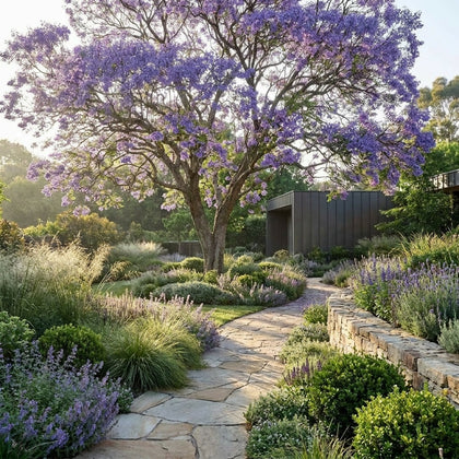 Jacaranda Tree - Jacaranda mimosifolia