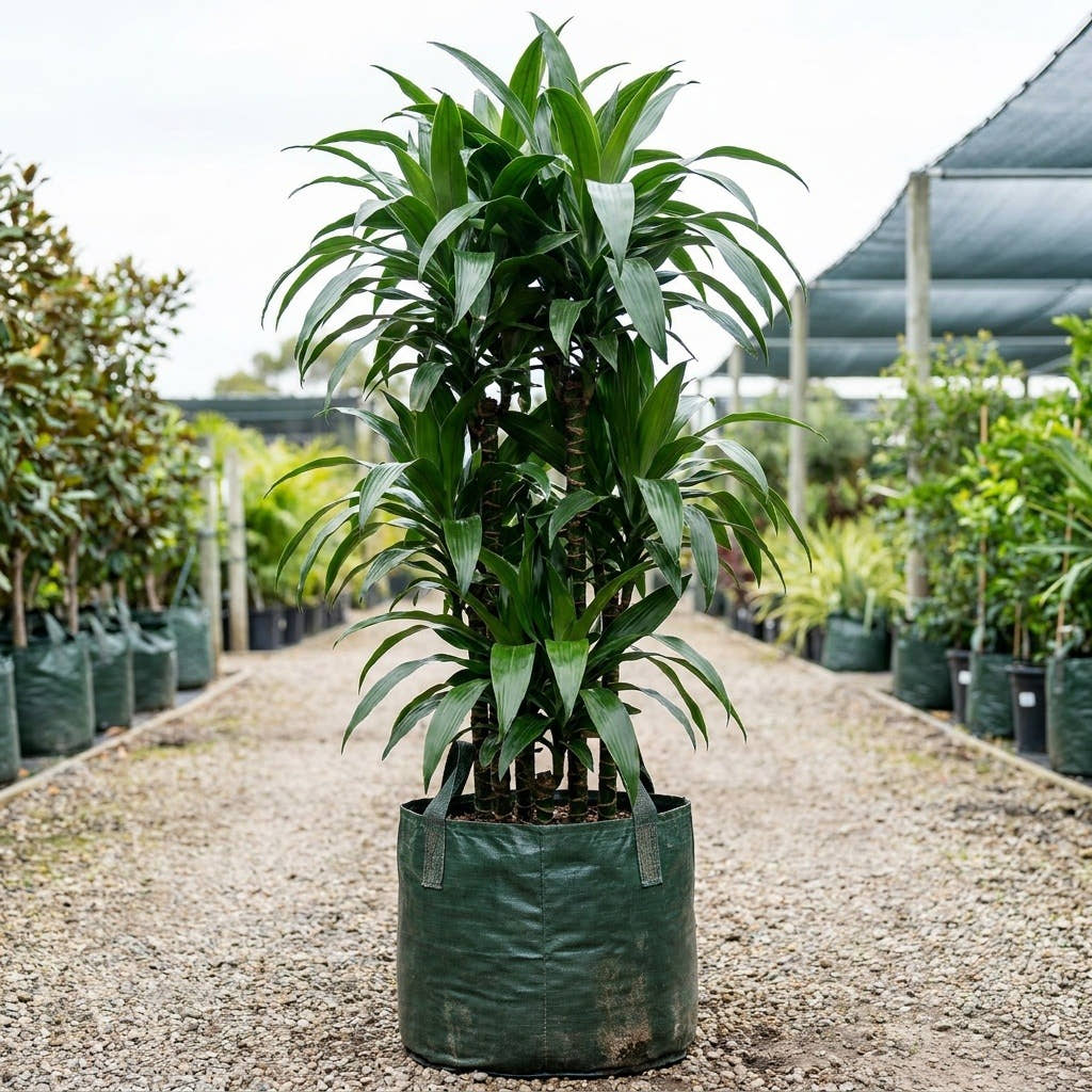 Janet Craig Dracaena - Dracaena deremensis ‘Janet Craig’