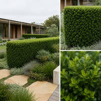 Japanese Box - Buxus microphylla var. japonica