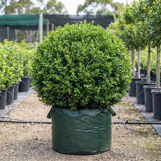 Japanese Box - Buxus microphylla var. japonica