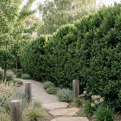 Japanese Box - Buxus microphylla var. japonica