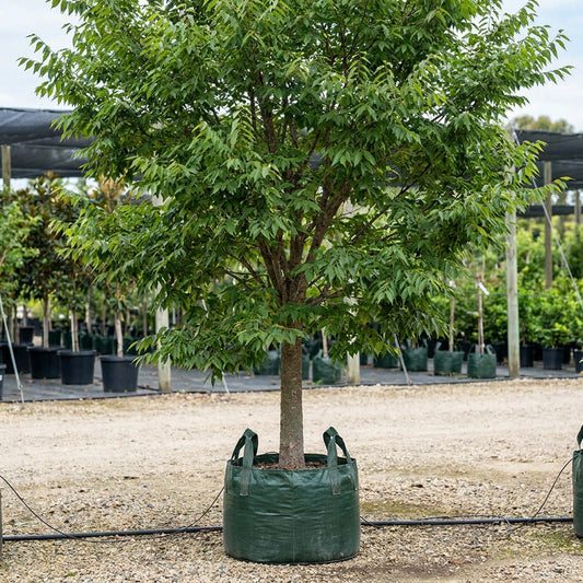 Japanese Elm - Zelkova serrata
