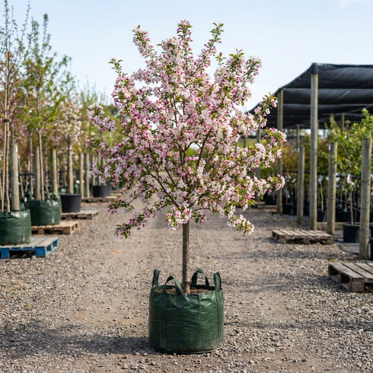 Japanese Flowering Crabapple - Malus floribunda