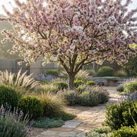 Japanese Flowering Crabapple - Malus floribunda