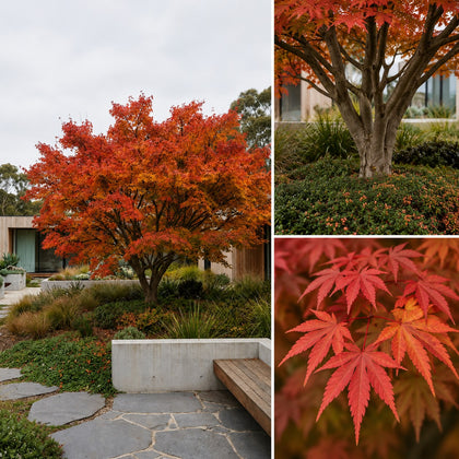 Japanese Maple Tree - Acer palmatum