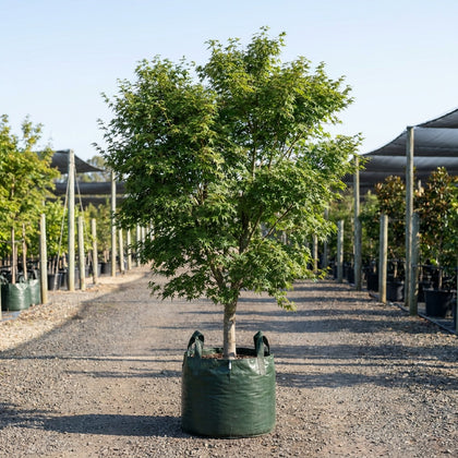 Japanese Maple Tree - Acer palmatum