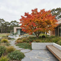 Japanese Maple Tree - Acer palmatum