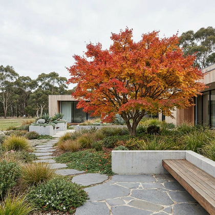 Japanese Maple Tree - Acer palmatum
