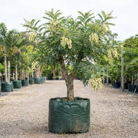 Japanese Pagoda Tree - Sophora japonica