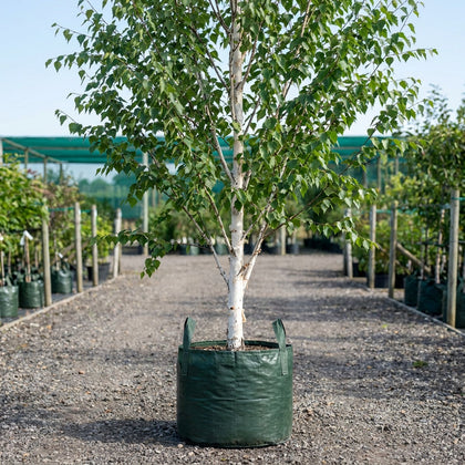 Japanese White Birch - Betula platyphylla var. japonica ‘Whitespire’