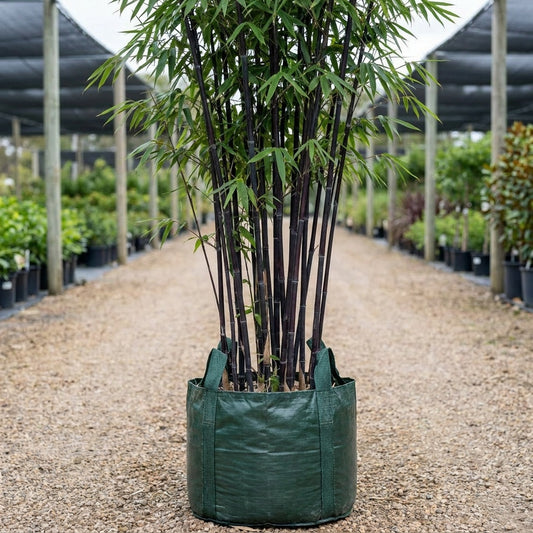 Java Black Bamboo - Gigantochloa atroviolacea 'Java Black'