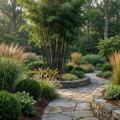 Java Black Bamboo - Gigantochloa atroviolacea 'Java Black'