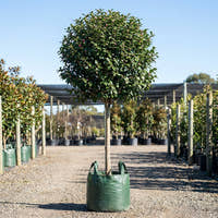 Jennifer Susan Camellia - Camellia sasanqua ‘Jennifer Susan’
