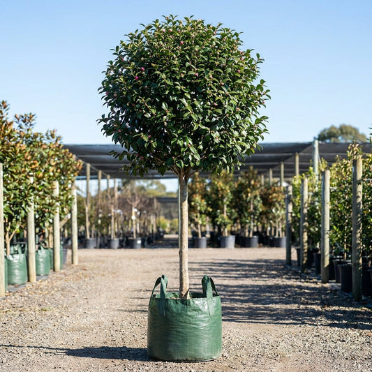 Jennifer Susan Camellia - Camellia sasanqua 'Jennifer Susan'
