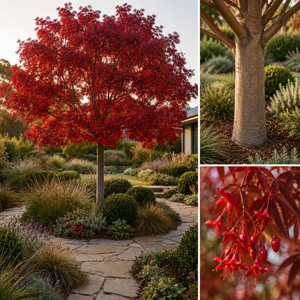 Jerilderie Red Tree - Brachychiton 'Jerilderie Red'