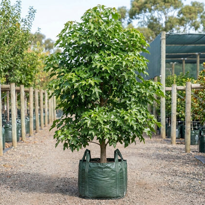 Jerilderie Red Tree - Brachychiton 'Jerilderie Red'