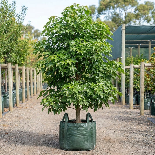 Jerilderie Red Tree - Brachychiton 'Jerilderie Red'