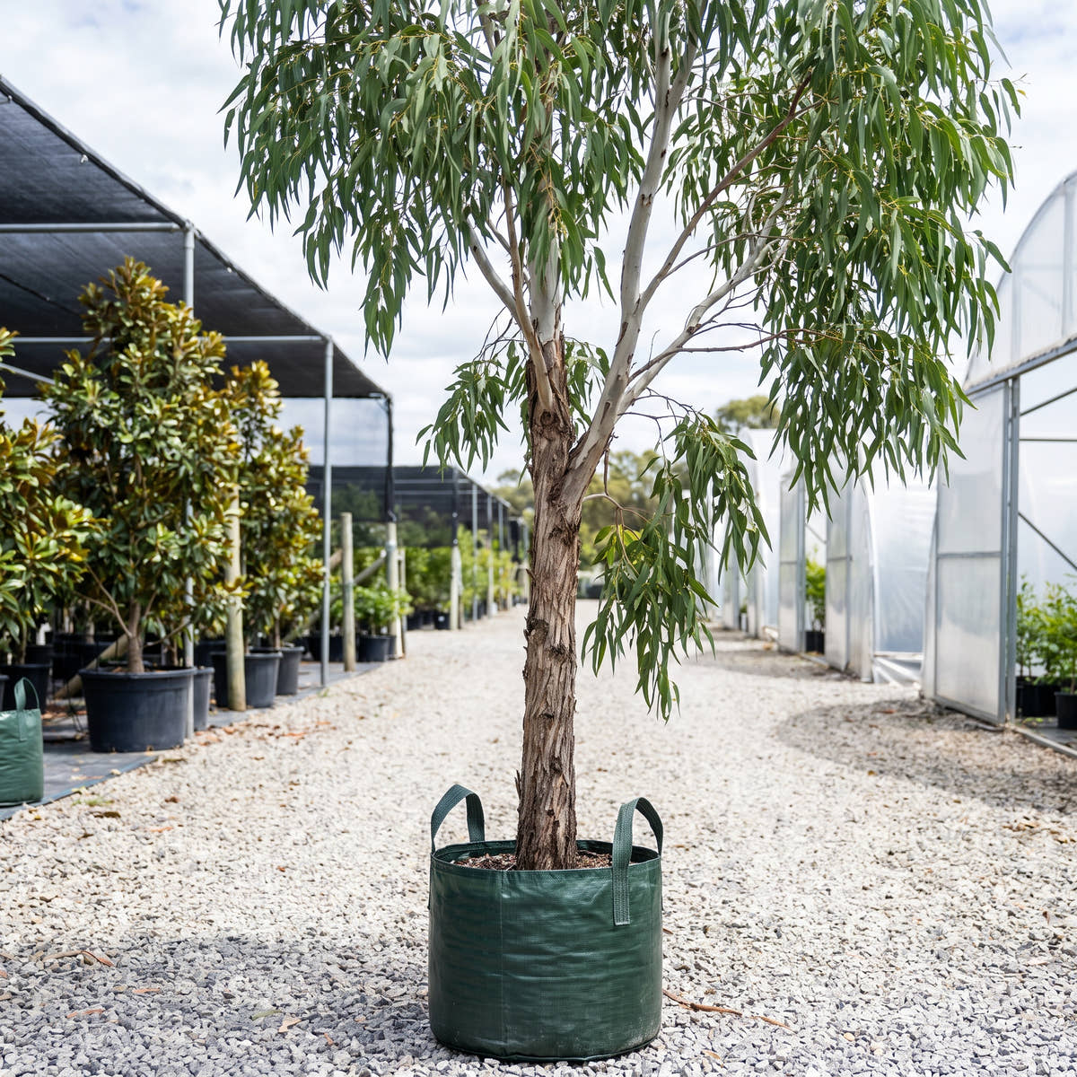 Woollybutt - Eucalyptus longifolia