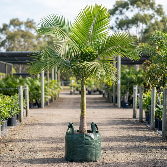 Joannis Palm - Veitchia joannis